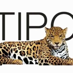 Logo Perusahaan Multipolar Technology - Lowongan Kerja Staff ISO